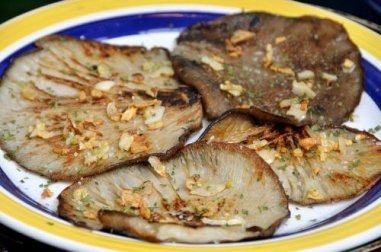 Fortaleça seu sistema imunológico de forma natural com cogumelo ostra