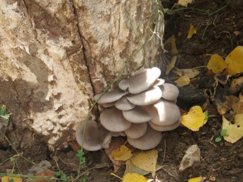 cogumelo ostra