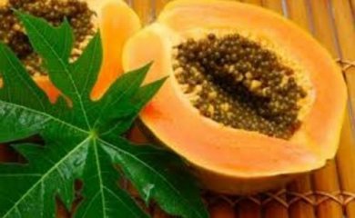 13 benefícios das folhas de mamão