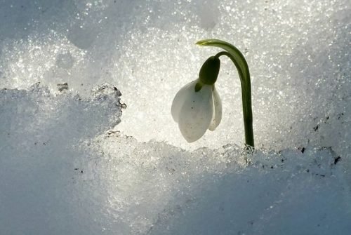 Sisu, a fabulosa estratégia finlandesa para os momentos difíceis