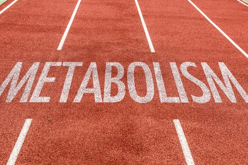 Gorduras afetam o metabolismo