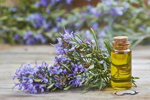 Massagens com azeite de oliva ou de alecrim evitam a queda do cabelo