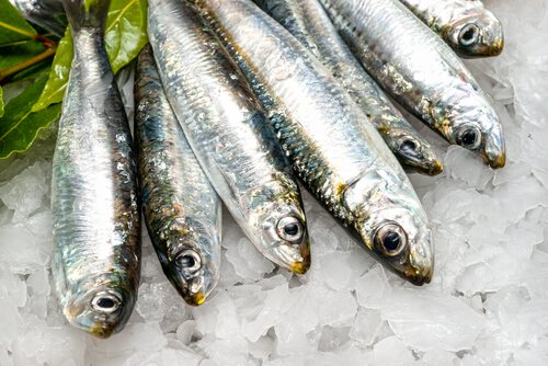 Comer peixes pode ajudar a queimar gordura corporal