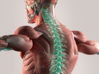 Microfibras que reconstroem a medula espinhal