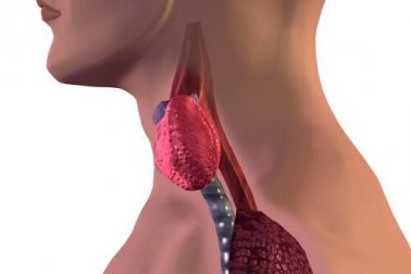 Como descobrir se sua tireoide está funcionando mal