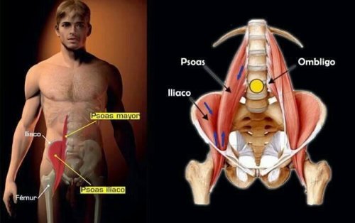 Psoas maior