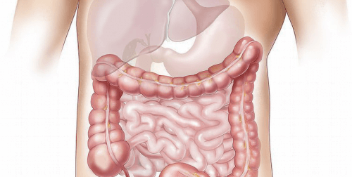 Imagen de sistema digestivo