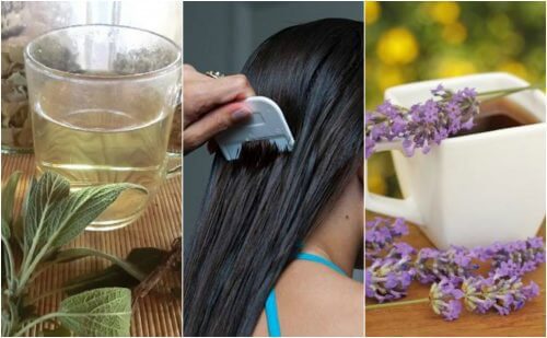 5 remédios à base de ervas para combater os piolhos e lêndeas naturalmente 5 remédios à base de ervas para combater os piolhos e lêndeas naturalmente