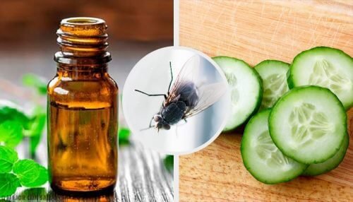 7 repelentes naturais para moscas