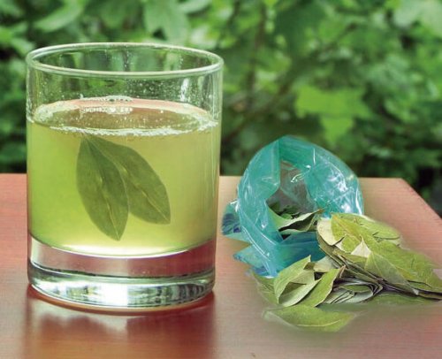 Chá de folhas de abacate para combater pedras nos rins