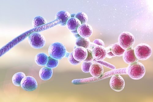 Estrutura molecular da candidíase