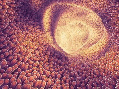Intestino com parasitas
