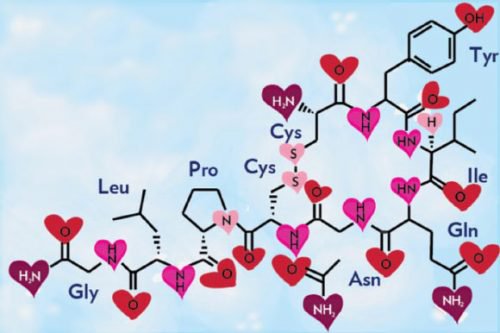 Fórmula química do amor, a oxitocina
