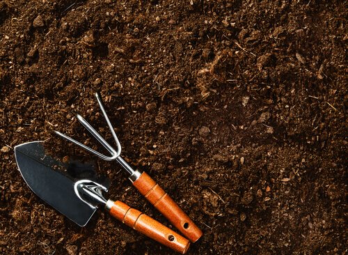 Preparar o solo para cultivar mirtilos em casa