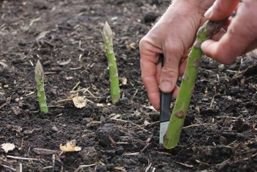 Replantar aspargos em casa