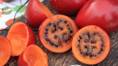 Tomate arbóreo