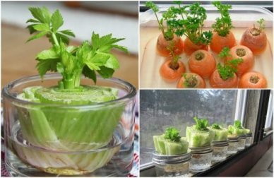 5 vegetais que podemos replantar com simples truques