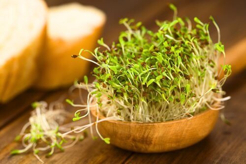 Alfalfa para reduzir os sufocos da menopausa