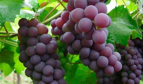 Graças às suas propriedades, a uva funciona como laxante natural e é uma grande aliada do sistema cardiovascular