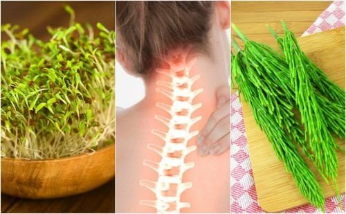 7 plantas medicinais para cuidar da saúde óssea