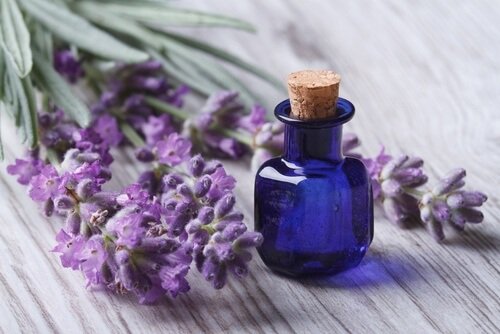 Óleo essencial de lavanda para aliviar as picadas de pulgas