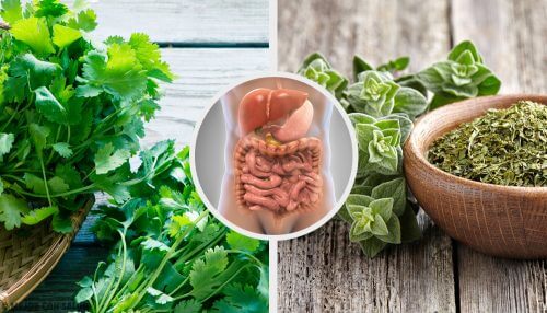 5 infusões de ervas para desintoxicar o sistema digestivo 5 infusões de ervas para desintoxicar o sistema digestivo