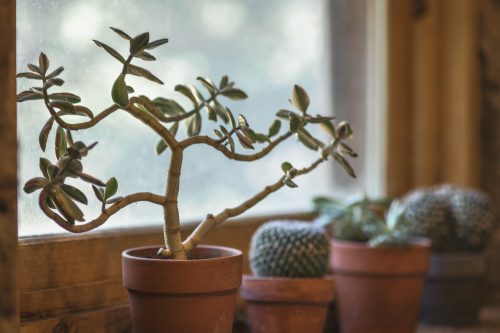 7 razões para ter plantas em casa 7 razões para ter plantas em casa
