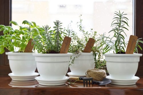 Pode cultivar em seu jardim plantas aromáticas