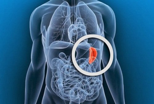 O baço dentro do sistema linfático