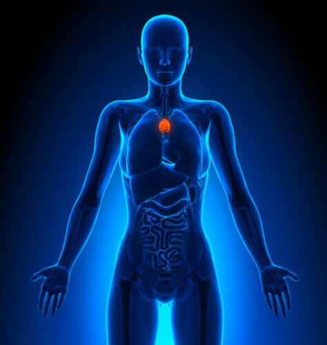 Coração dentro do corpo