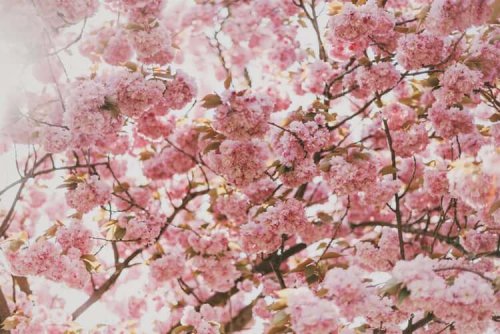 Algumas flores podem causar rinite alérgica