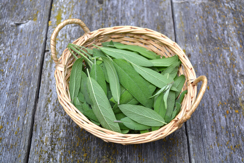 Salvia para cuidar da voz e da garganta