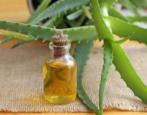 Tratamento de aloe vera e óleo de argan