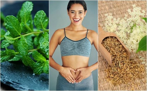 6 plantas curativas para cuidar da digestão