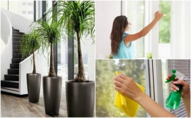 6 coisas que você pode fazer para melhorar a qualidade do ar da sua casa