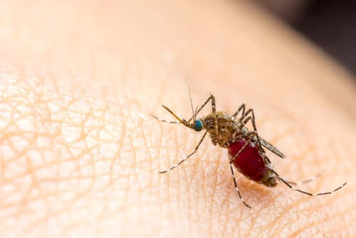 4 repelentes caseiros contra os mosquitos