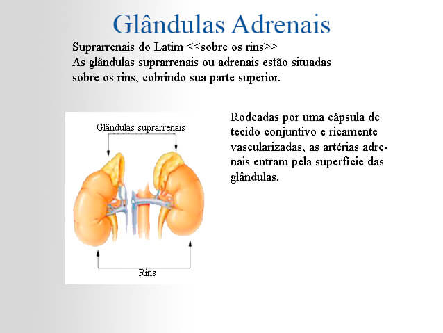 Desenho de glândulas adrenais