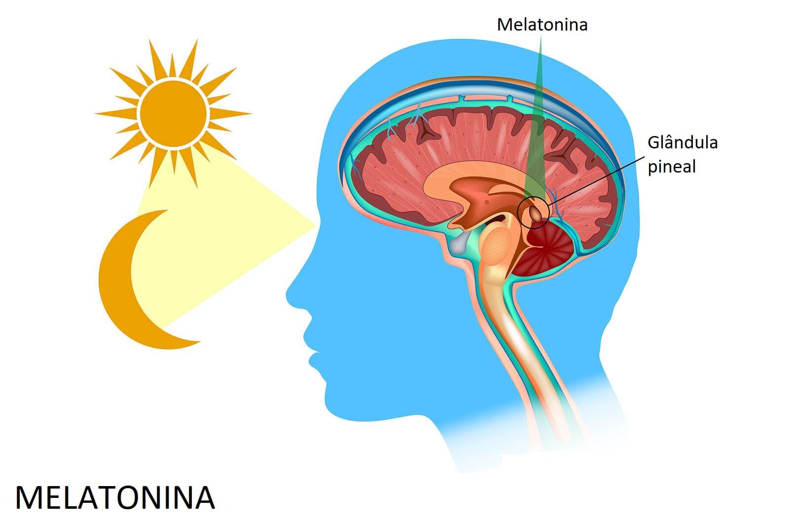 Funcionamento da glândula pineal