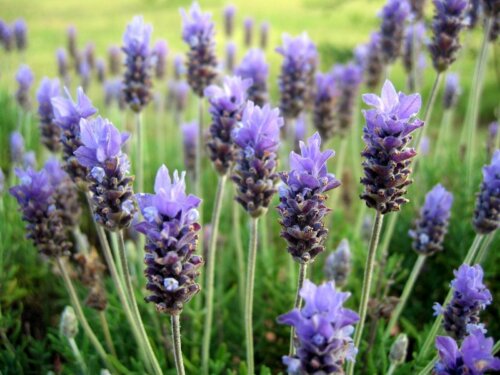 Lavanda