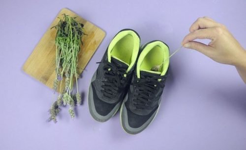 Lavanda pode ser usada para eliminar o mau cheiro do calçado