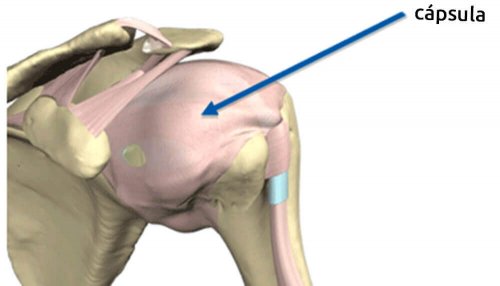 Cápsula da articulação do ombro
