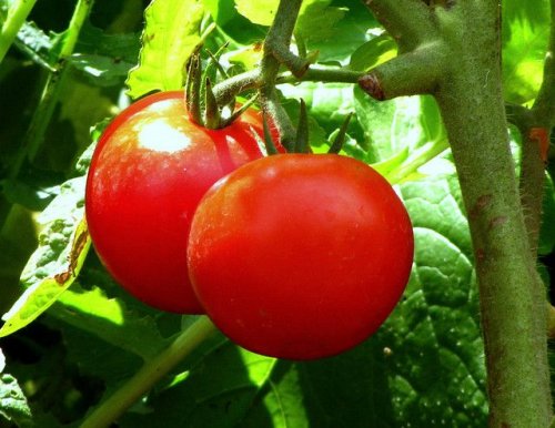Tomate ajuda a controlar a prisão de ventre severa