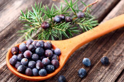 Consumir zimbro na dieta para perder peso
