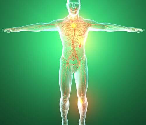 Sistema linfático em corpo humano