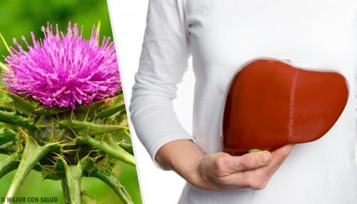 Cardo de leite: uma planta com benefícios incríveis Cardo de leite: uma planta com benefícios incríveis