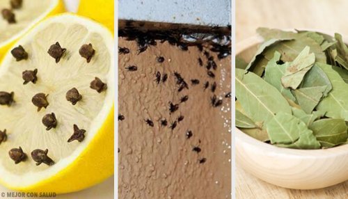 Como eliminar os insetos de forma natural