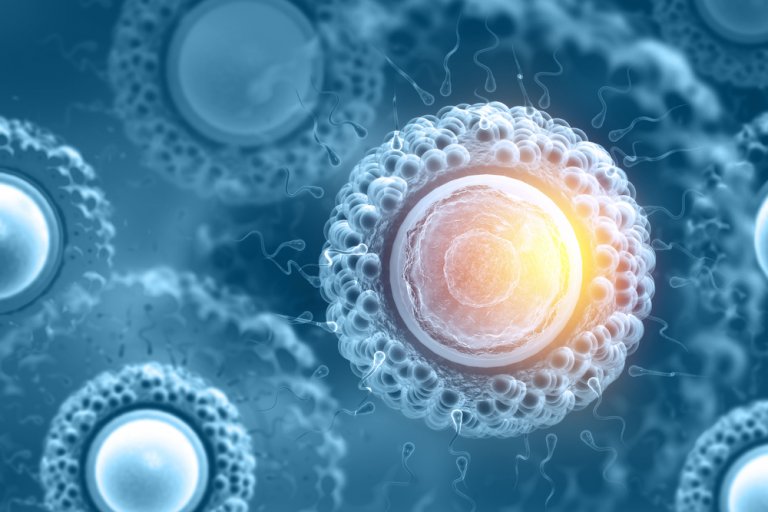 O que realmente são as células-mãe e para que servem?