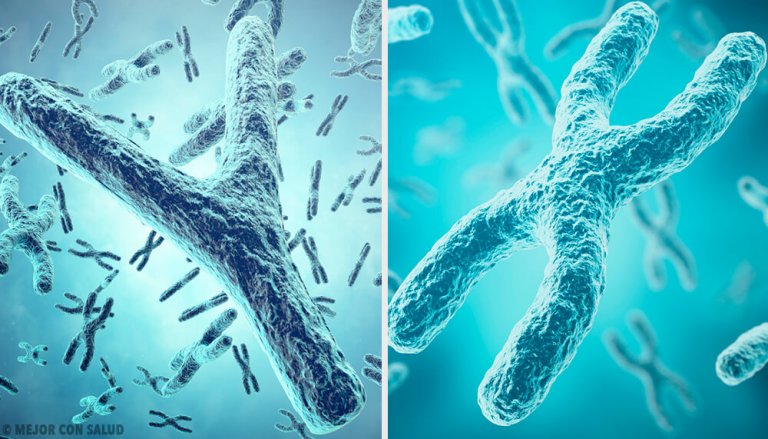 Origem genética do sexo: os cromossomos sexuais X e Y