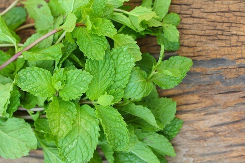 As propriedades e usos da hortelã podem ser obtidas a partir da planta