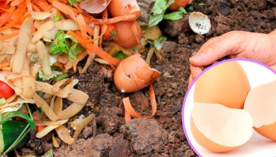 5 usos alternativos da casca de ovo